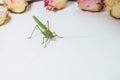 Locust or grasshopper on a white table close-up on a blurred background. live green harmful insect in macro. katydid top view. Royalty Free Stock Photo