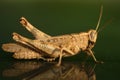 Locust on green background