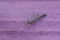 Locust at Ground, Talampaya National Park, La Rioja, Argentina