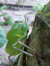 Locust Hercules catydid hang on coconut tree Royalty Free Stock Photo