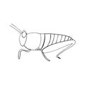 locust icon. hand drawn doodle style. , minimalism, monochrome, sketch. insect, grasshopper.