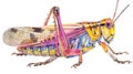 Locust illustration design in watercolor style isolated