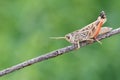 Locust imago