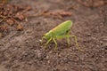 The locust insect is sitting on the ground