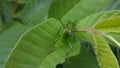 Rice locust (locust) on a green leaf