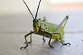Locust - Knocking at the Door
