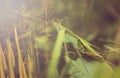 Locust large green grasshopper macro. Close-up view