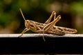 Locust on a metal ledge