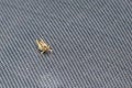 Locust Orthoptera isolated on garden chair Royalty Free Stock Photo