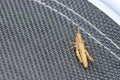 Locust Orthoptera isolated on garden chair