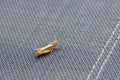 Locust Orthoptera isolated on garden chair Royalty Free Stock Photo