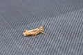 Locust Orthoptera isolated on garden chair Royalty Free Stock Photo