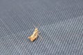 Locust Orthoptera isolated on garden chair Royalty Free Stock Photo