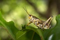 Locust peering out over leaf. Royalty Free Stock Photo