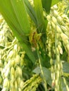 locust pest that disturbs farmers& x27; rice crops