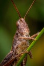 Locust portrait Royalty Free Stock Photo