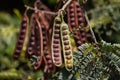 Locust seed pods Royalty Free Stock Photo