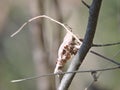 Locust shell disguised leaf