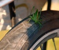Large green locust sits on a Bicycle wheel, locust sits on a Bicycle tire
