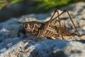 Locust is sitting on rock