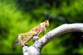 Locust standing on a branch