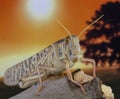 Locust standing on a branch