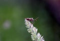 Locust standing on the leaves of a plant behind a green background