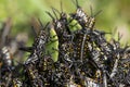 Locust in swarm eating