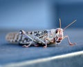 Locust swarm seen in bhopal