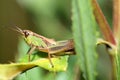 Locust to leaf. Royalty Free Stock Photo
