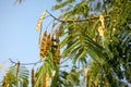 Locust tree