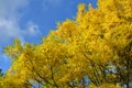 Locust tree in bright yellow leaves in Autumn with blue sky Royalty Free Stock Photo