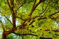 Locust tree close-up background. Royalty Free Stock Photo