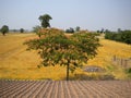 Locust tree with red flowers in a wheat field in Northern Italy