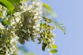 Locust tree Robinia pseudacacia with flowers Royalty Free Stock Photo