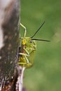 Locust on tree trunk