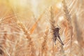 Locust on Wheat grain. Crop damage to whole grain harvest