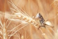 Locust on Wheat grain. Crop damage to whole grain harvest