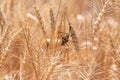 Locust on Wheat grain. Crop damage to whole grain harvest. Acrididae