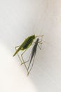 Locust on white background. Side view. Macro Royalty Free Stock Photo