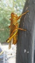 Locust yellow grasshopper climbing