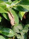 Locusta egiziana (Anacridium aegyptium