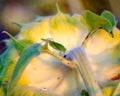 Locusts on a blooming sunflower