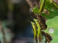 Locusts are breeding in nature