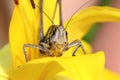 Locusts on a bright background