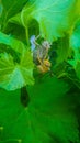 Male and female locust on vine leaves. Mating, yellow male and larger green brown female locust. Close-up view.