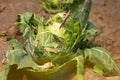 Locusts, grasshopper eating and destroying leaves of a cabbage Royalty Free Stock Photo