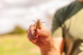 Locusts in the hand of a man, Acrididae