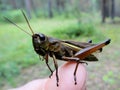 Locusts sitting on the finger, large.