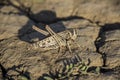 locusts on a sun-scorched road in macro photography Royalty Free Stock Photo